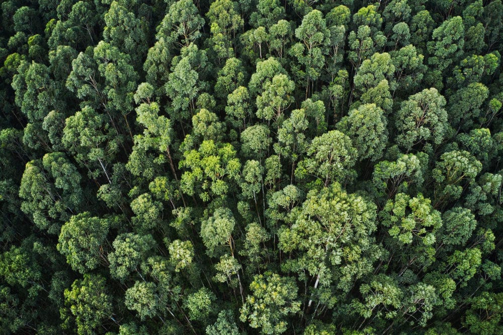 Photo drone d'une forêt illustrant la protection de la planète par nos peintures
